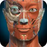 3D Anatomy Learning