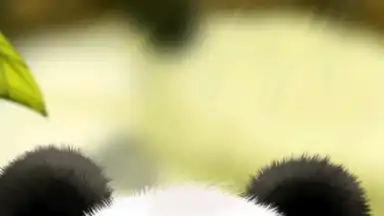 Screenshot von Panda Chub Live Wallpaper Free 2