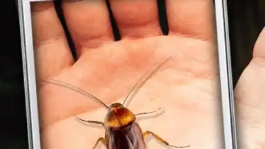 Screenshot von Cockroach Hand Funny Joke 2