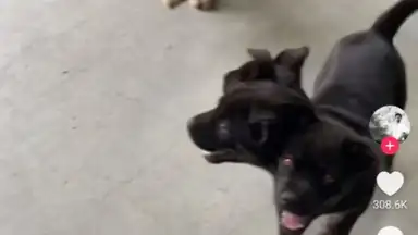 Screenshot von TikTok Pro 1