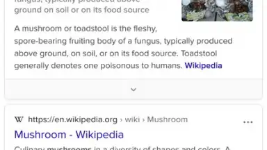 Screenshot von Tor Browser 5