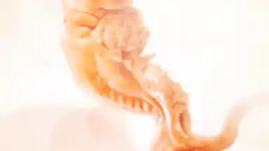 Screenshot von Pregnancy + 16