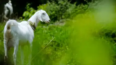 Screenshot von Goat Sounds 1