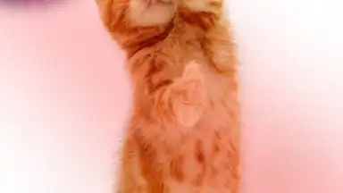 Screenshot von Talking, Dancing Cat. 4