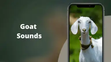 Screenshot von Goat Sounds 2