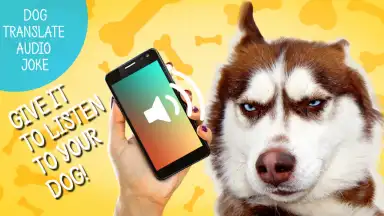Screenshot von Собачий Переводчик 2