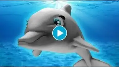 Screenshot von My Dolphin Show 1