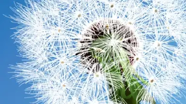 Screenshot von Dandelion 1