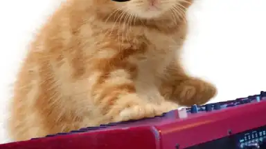 Screenshot von Talking, Dancing Cat. 7