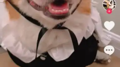 Screenshot von Downloader for TikTok 1