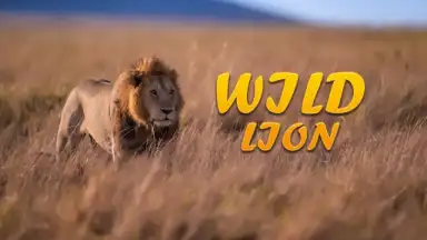 Screenshot von Lion Simulator Animal Games 3d 1