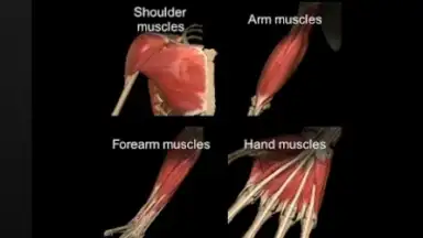 Screenshot von 3D Anatomy Learning 1