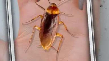 Screenshot von Cockroach Hand Funny Joke 1