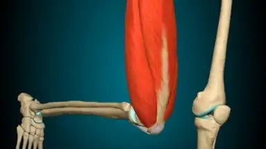 Screenshot von 3D Anatomy Learning 5