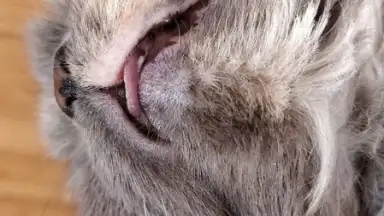 Screenshot von Honista 9