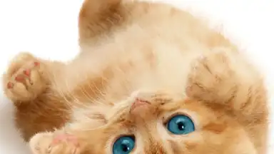 Screenshot von Talking, Dancing Cat. 6