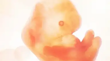 Screenshot von Pregnancy + 8