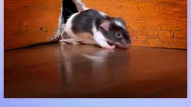 Screenshot von 100 PICS Puzzles 3