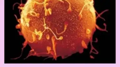 Screenshot von Pregnancy Weekly 3