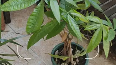 Screenshot von Google Lens 1