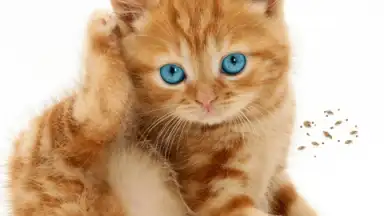 Screenshot von Talking, Dancing Cat. 2