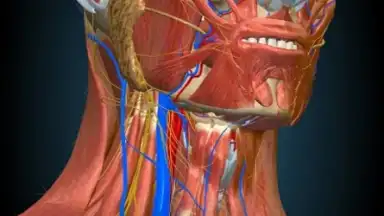 Screenshot von 3D Anatomy Learning 6