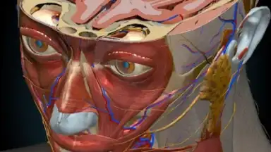 Screenshot von 3D Anatomy Learning 8