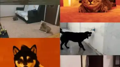 Screenshot von GfyCat 7