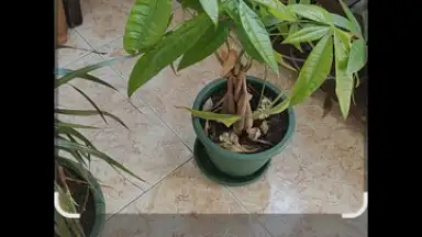 Screenshot von Google Lens 2
