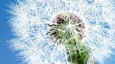 Screenshot von Dandelion 2