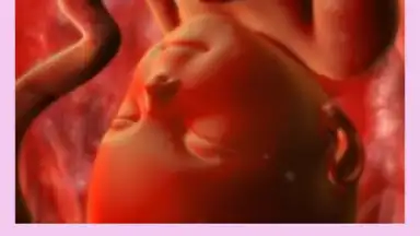 Screenshot von Pregnancy Weekly 5
