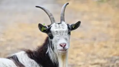 Screenshot von Goat Sounds 4