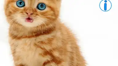 Screenshot von Talking, Dancing Cat. 8