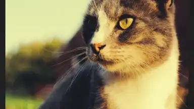 Screenshot von POMELO Camera 1