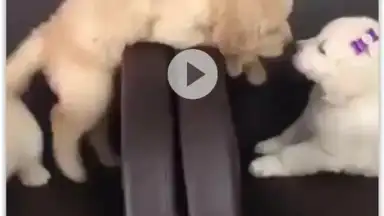Screenshot von VIP Video downloader 6