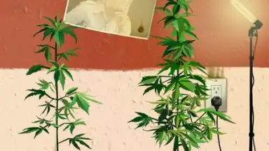 Screenshot von Weed Firm: RePlanted 6