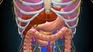 Screenshot von 3D Anatomy Learning 4