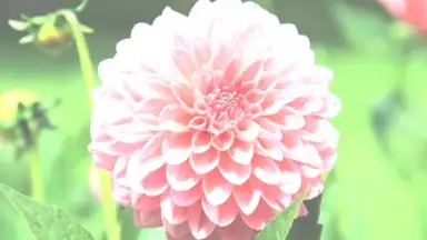 Screenshot von After Effect 9