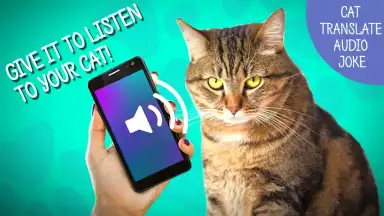 Screenshot von Кошачий Переводчик 1