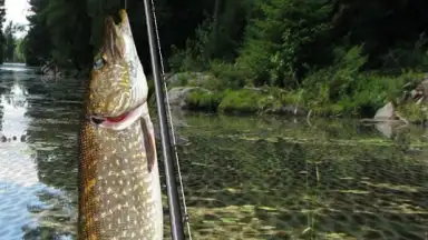 Screenshot von i Fishing Lite 3
