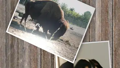 Screenshot von SlideShow5000 FREE 3