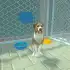 Animal Shelter Pet World Life APK