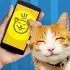 Кошачий язык apk